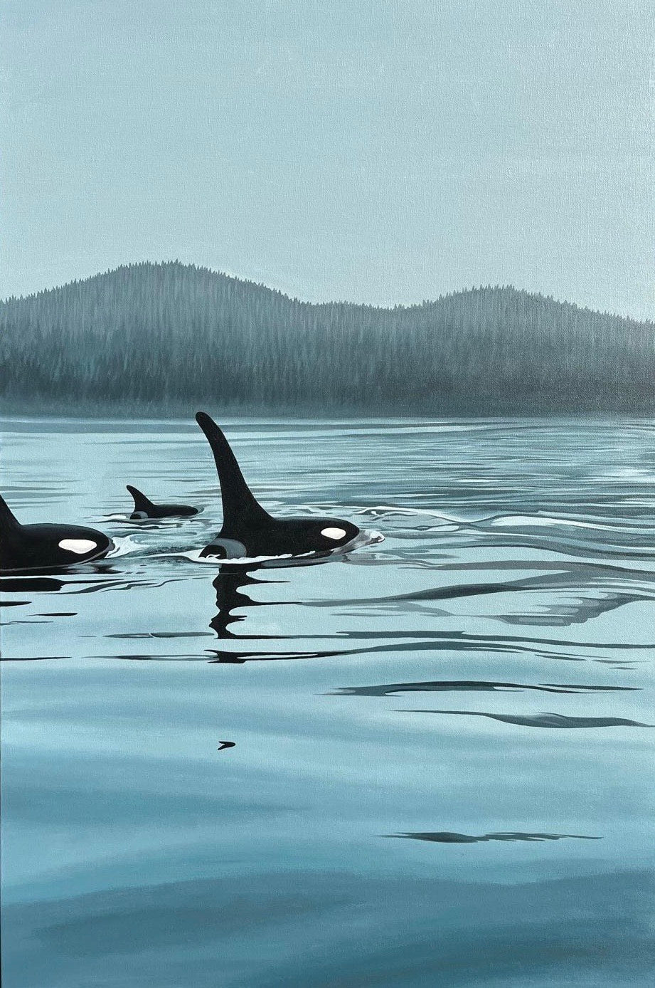 Calm Morning Orcas