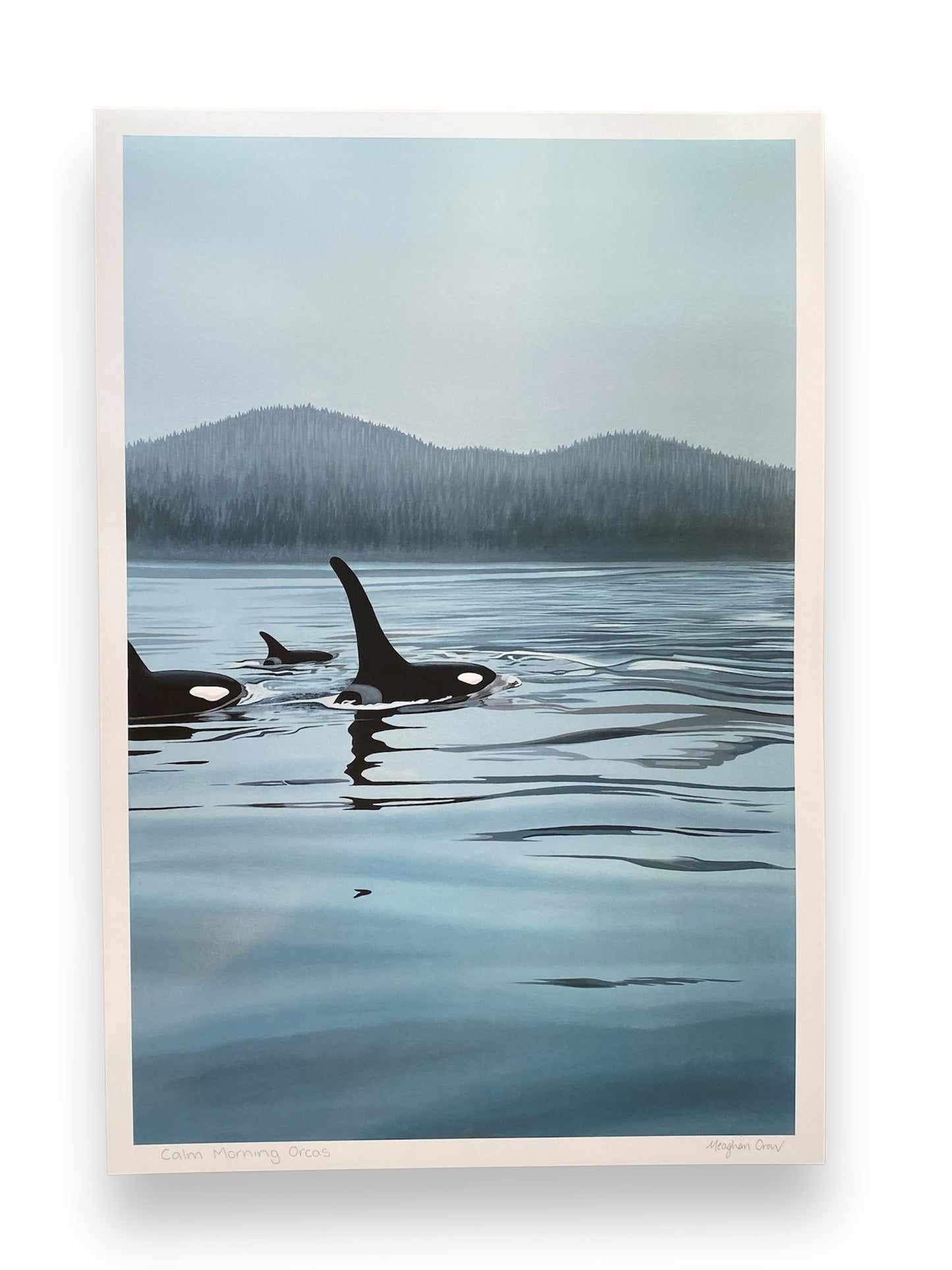 Calm Morning Orcas Art Print